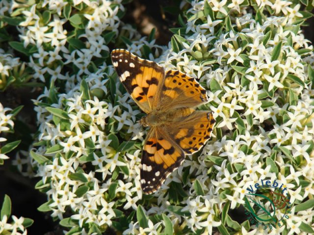 Naturpark Velebit 43